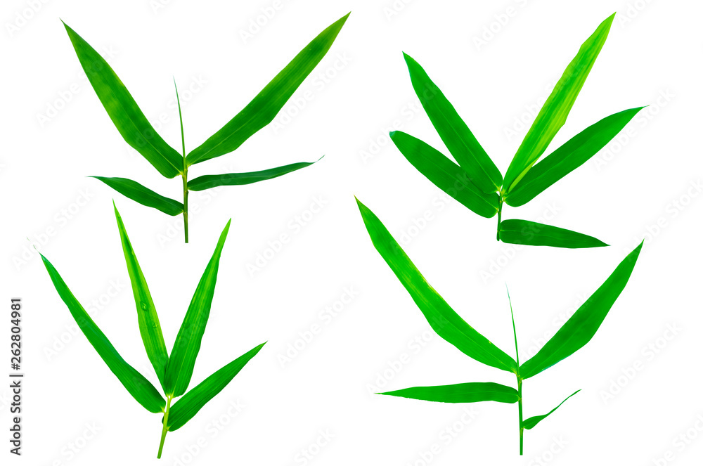 Fototapeta premium Bamboo leaves isolated on white background.Clipping Path.
