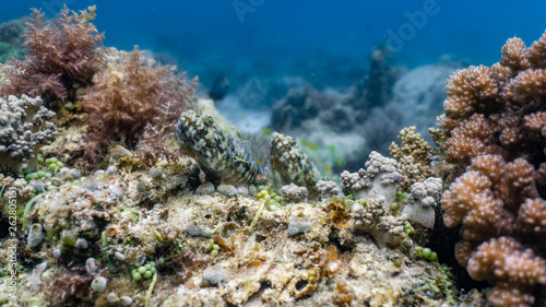 Pair of lizard fish resting comfortably on a hard coral. Lizardfishes are benthic marine and estuarine bony fishes that belong to the aulopiform fish order, a diverse group of marine ray-finned fish.