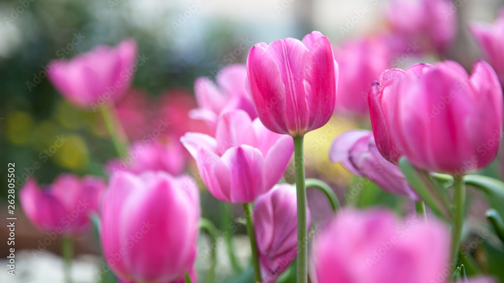 Tulip in the flower field