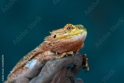 Bearded dragon (Pogona) - closeup with selective focus © beataaldridge