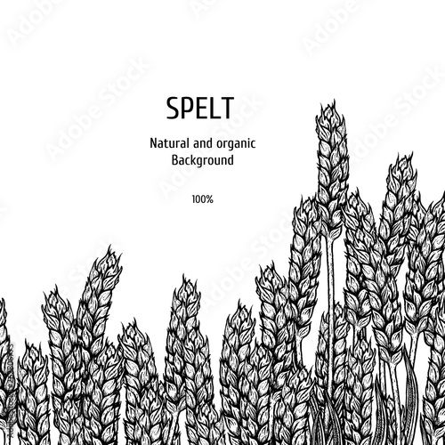 Hand drawn background with spelt. Vintage vector sketch