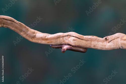 Millipede (Diplopoda) on wooden branch - closeup with selctive focus