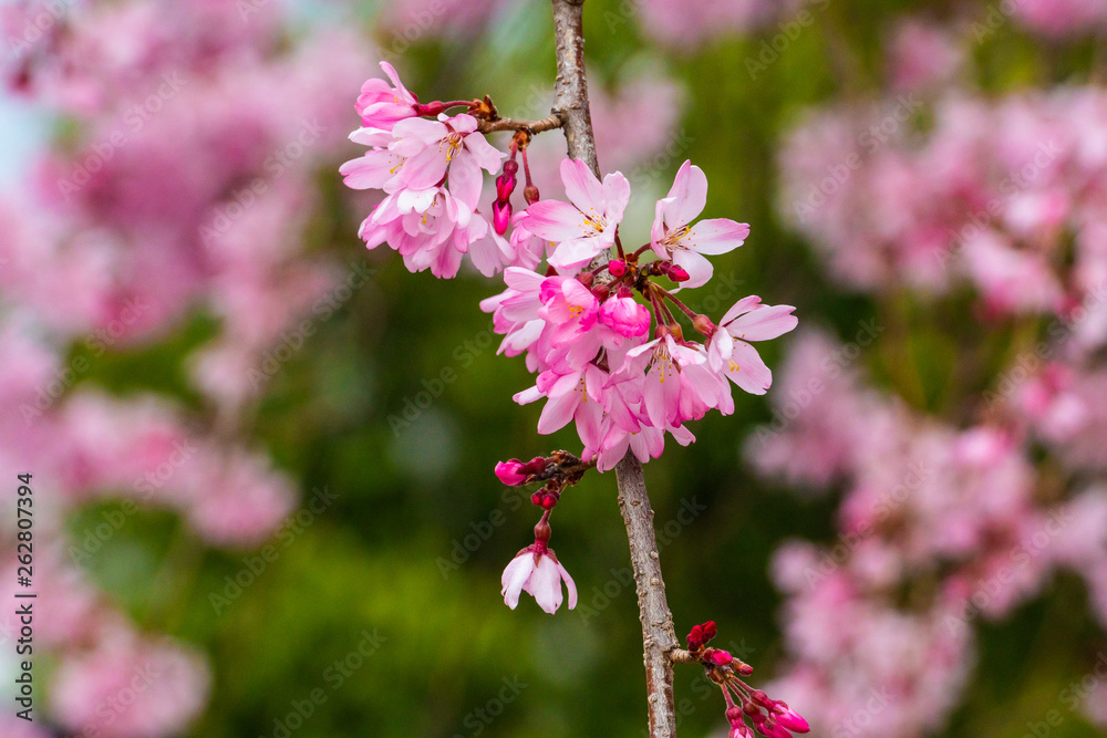Fototapeta premium Cherry blossom in spring for background or copy space for text