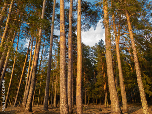 Pine in the forest at sunset. Evening forest.