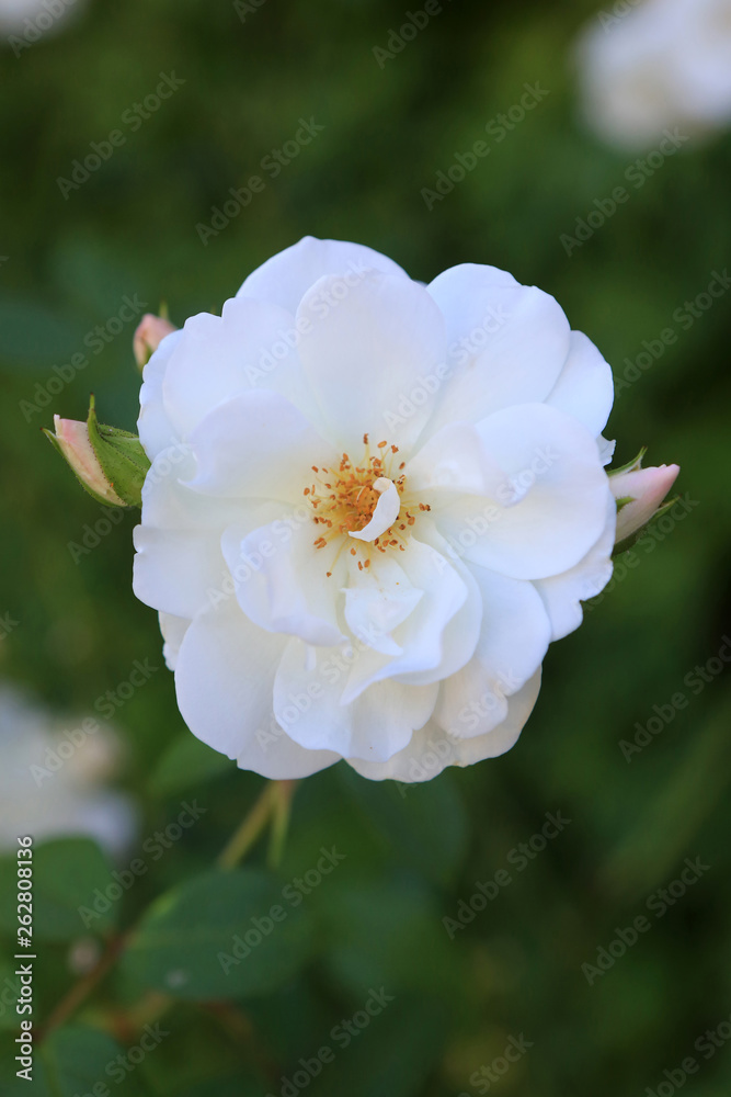 Rose blanche. Abbaye Notre-Dame de Jouarre. / White Rose. Abbey Notre-Dame de Jouarre. Rose blanche. Abbaye Notre-Dame de Jouarre. / White Rose. Abbey Notre-Dame de Jouarre.