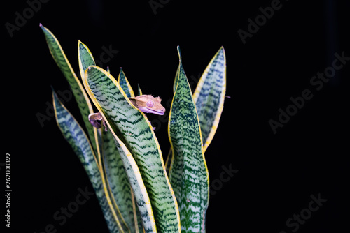 Crested gecko (Correlophus ciliatu) sitting on a plant - closeup with selective focus photo