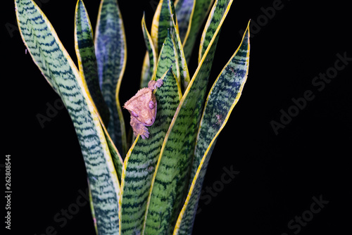 Crested gecko (Correlophus ciliatu) sitting on a plant - closeup with selective focus photo