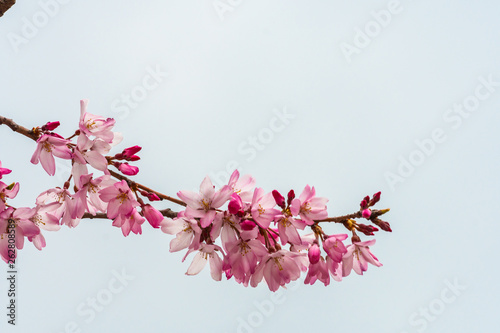 Cherry blossom in spring for background or copy space for text