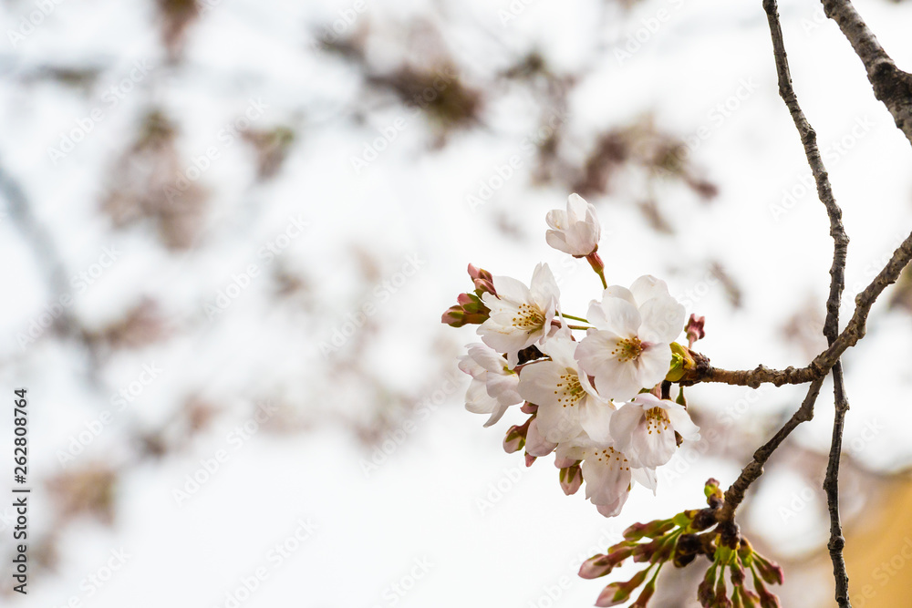Cherry blossom in spring for background or copy space for text Cherry blossom in spring for background or copy space for text