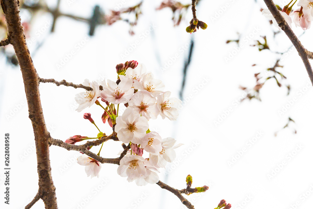 Cherry blossom in spring for background or copy space for text Cherry blossom in spring for background or copy space for text