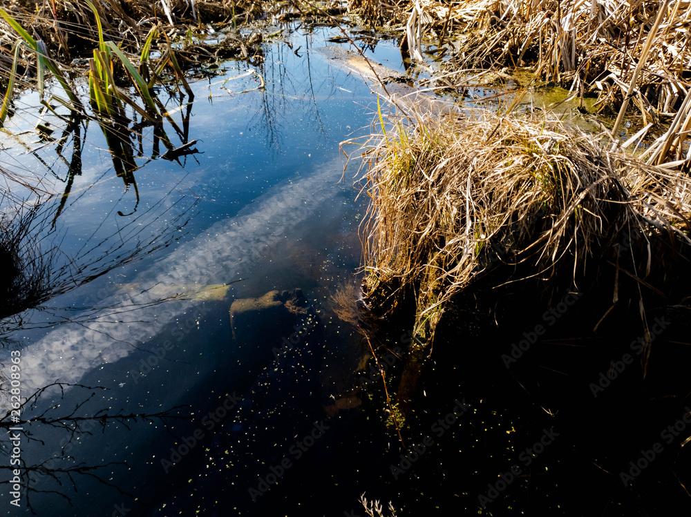 Overgrown water in the swamp. The swamp. Overgrown water in the swamp. The swamp.