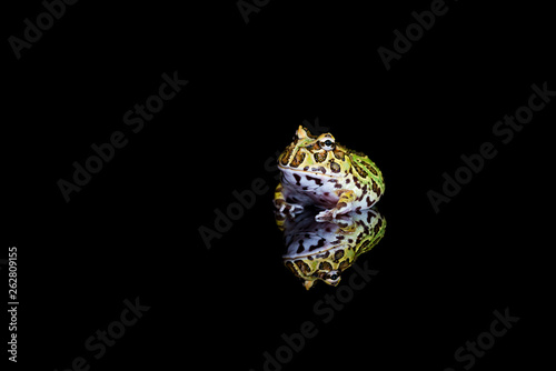 Argentine horned frog (Ceratophrys ornata) with reflection on black backgrond - closeup with selective focus