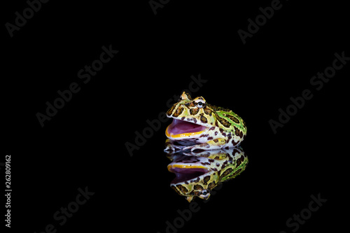 Argentine horned frog (Ceratophrys ornata) with reflection on black backgrond - closeup with selective focus