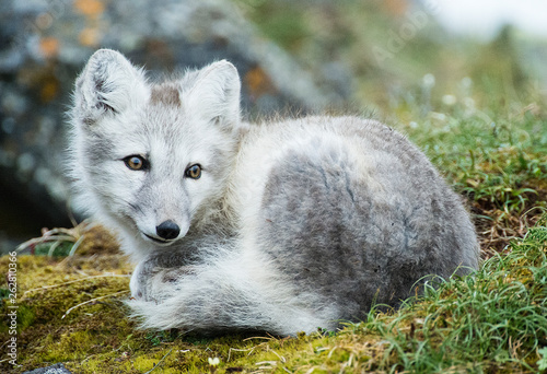 Arctic fox portrait