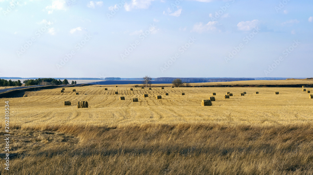 rural landscape with bales of hay. Hay for cattle.