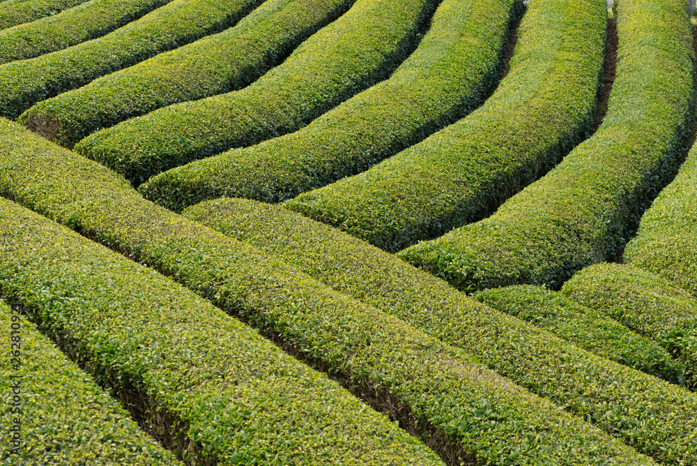 お茶の葉
お茶の葉