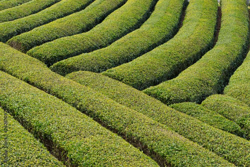 お茶の葉
