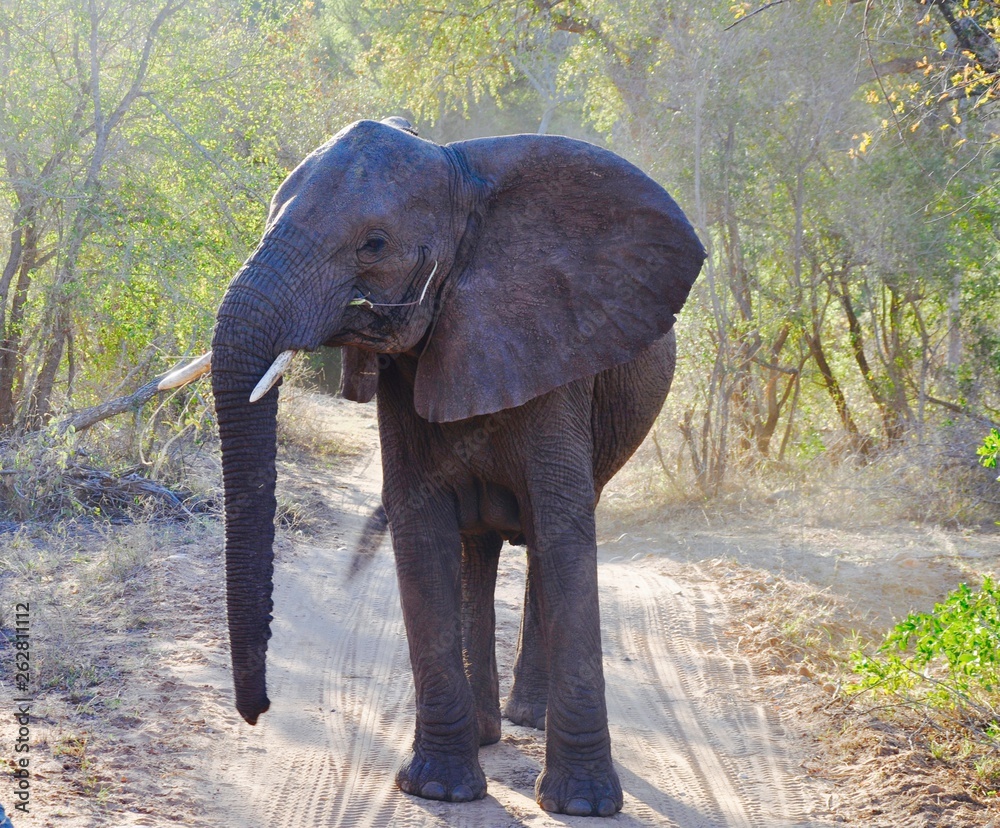 Fototapeta premium Young Elephant
