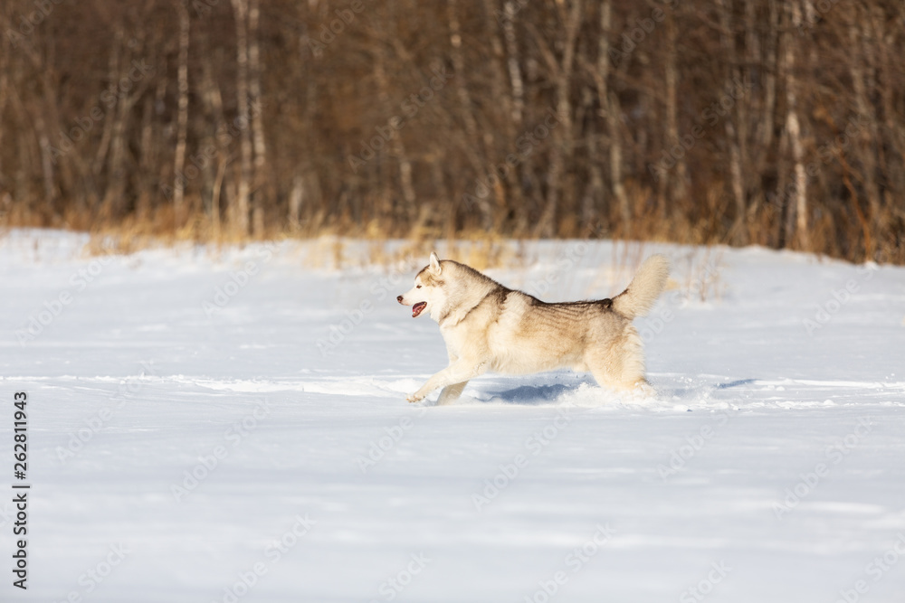 Crazy, happy and free beige and white dog breed siberian husky with tonque out running on the snow in the winter field.