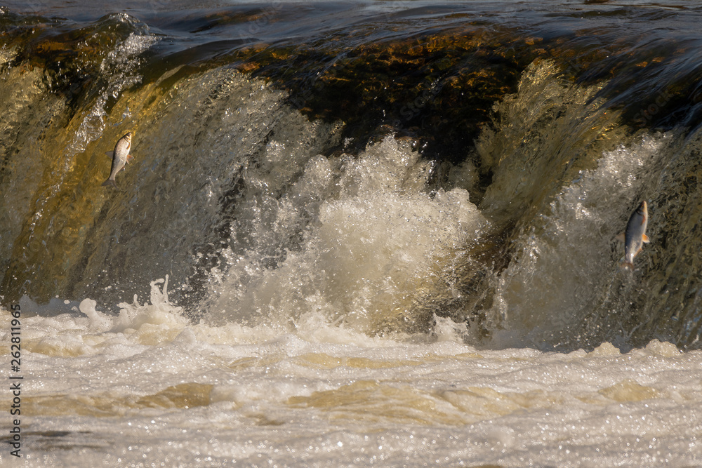 Jumping of fish on waterfall Ventas rumba at Kuldiga city, Latvia.