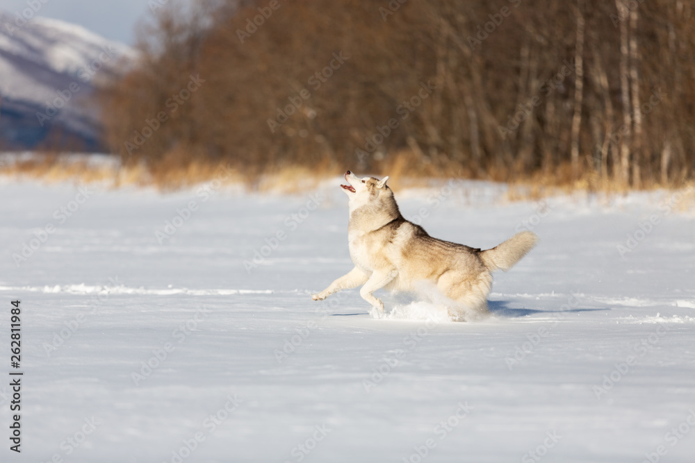 Crazy, happy and free beige and white dog breed siberian husky with tonque out running on the snow in the winter field. Crazy, happy and free beige and white dog breed siberian husky with tonque out running on the snow in the winter field.