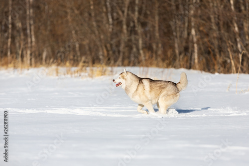 Crazy  happy and free beige and white dog breed siberian husky with tonque out running on the snow in the winter field.
