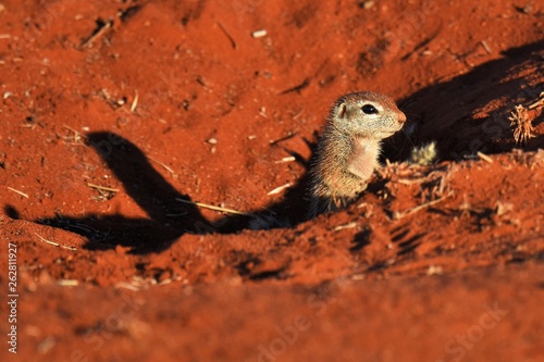 Kap-Borstenhörnchen (xerus inauris) photo