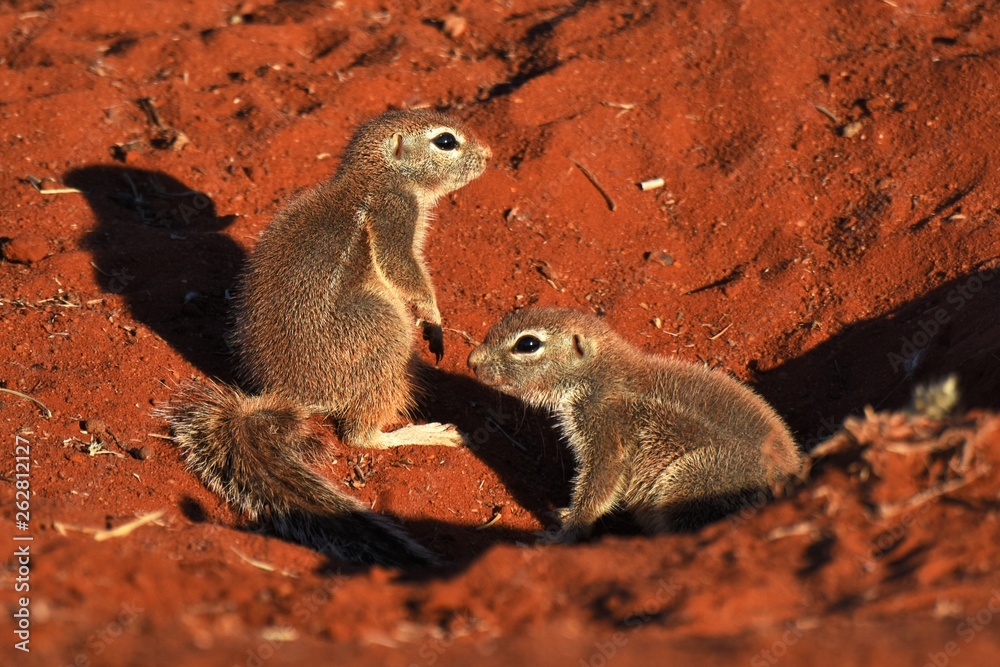 Fototapeta premium Kap-Borstenhörnchen (xerus inauris)