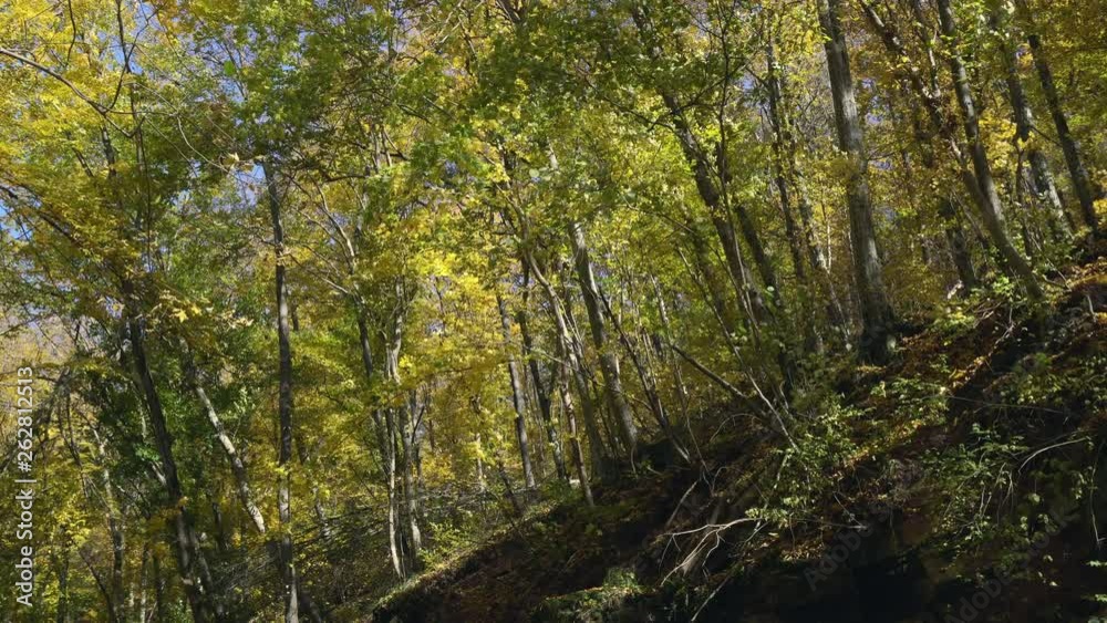 Autumn beech forest, Beautiful Autumn Trees, defoliation in the beech  grove,