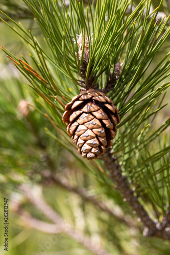 Close up of pine cone in nature