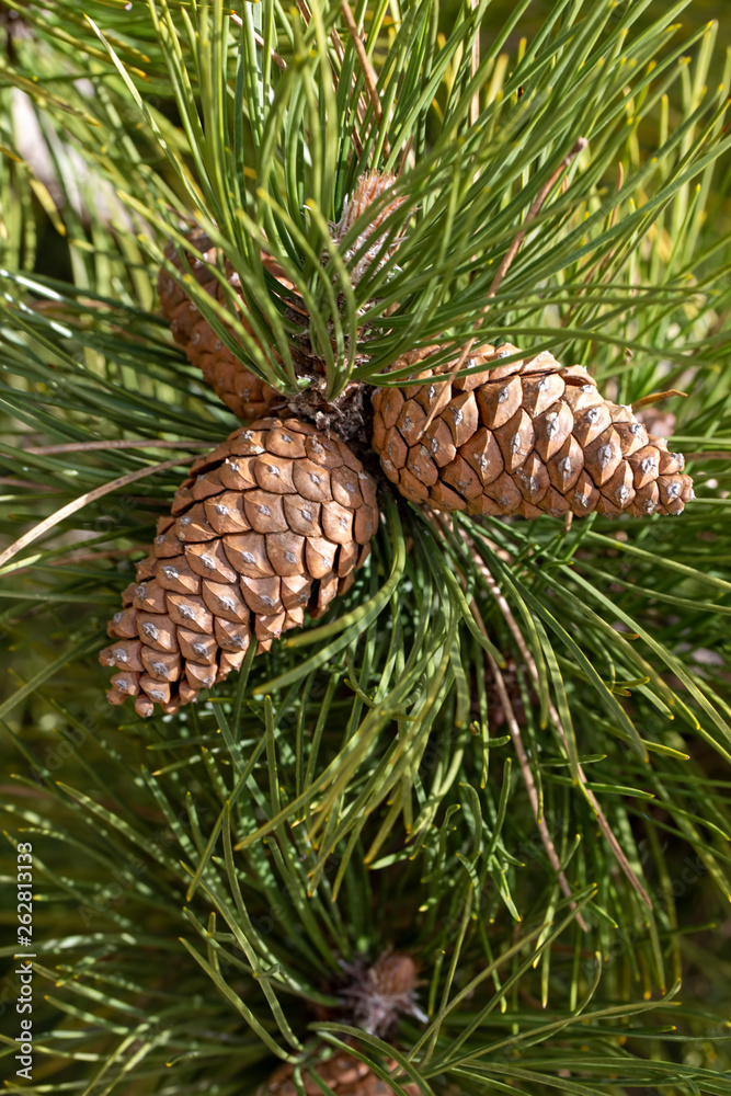 Close up of pine cone in nature Close up of pine cone in nature