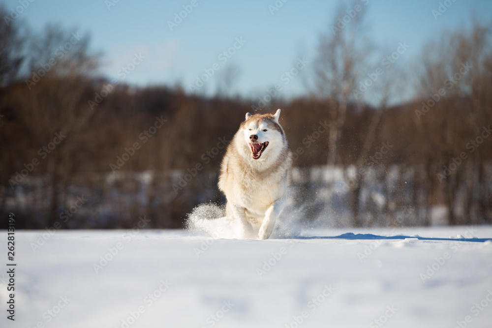 Crazy, happy and funny beige and white dog breed siberian husky with tonque out running on the snow in the winter field. Crazy, happy and funny beige and white dog breed siberian husky with tonque out running on the snow in the winter field.