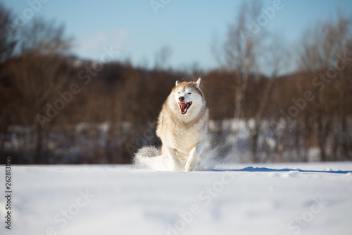Crazy, happy and funny beige and white dog breed siberian husky with tonque out running on the snow in the winter field. © Anastasiia