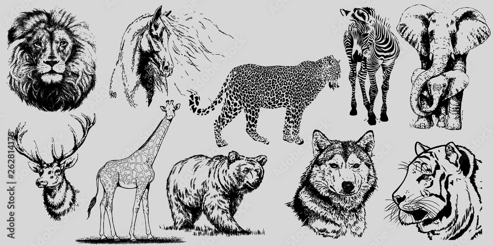 set of wild animals. vector hand drawn illustrations on transparent ...