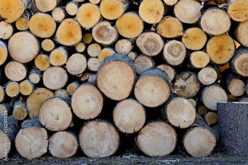 A pile of spruce and birch timber after logging