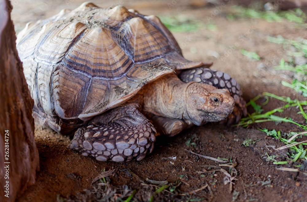 The turtle is a herbivorous animal and is the longest animal in the world. The turtle is a herbivorous animal and is the longest animal in the world.