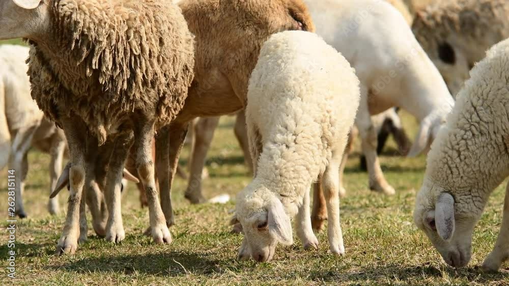 Livestock farm, flock of sheep in Thailand. Livestock farm, flock of sheep in Thailand.