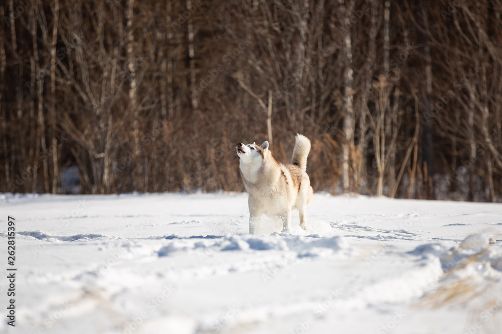 Beautiful and free siberian husky dog standing and howling in the snow field in winter on forest background Beautiful and free siberian husky dog standing and howling in the snow field in winter on forest background