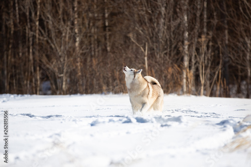 Beautiful and cute siberian husky dog standing and howling in the snow field in winter on forest background