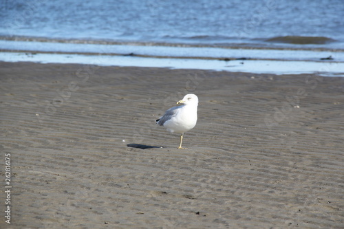 seagull