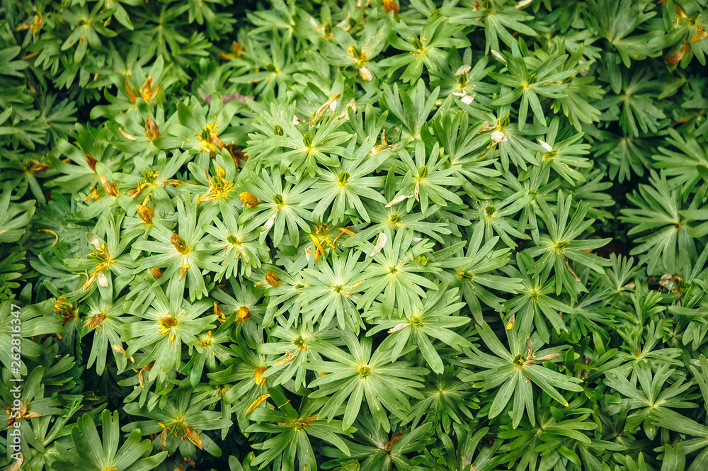 Close up on a Eranthis hyemalis flowering plant commonly known as winter aconite Close up on a Eranthis hyemalis flowering plant commonly known as winter aconite