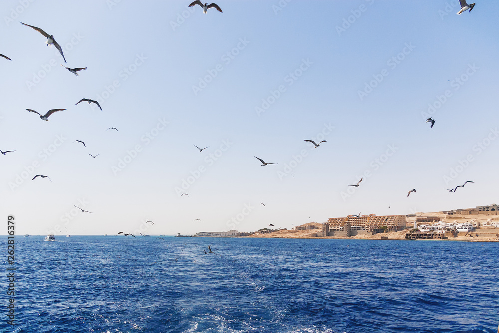 Seagulls are diving in water to catch food. Natural background with ocean waves. Hurghada coastline, Red sea, Egypt.