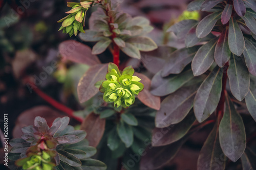 Close up on a Euphorbia amygdaloides flowering plant in the family Euphorbiaceae commonly known as wood spurge photo