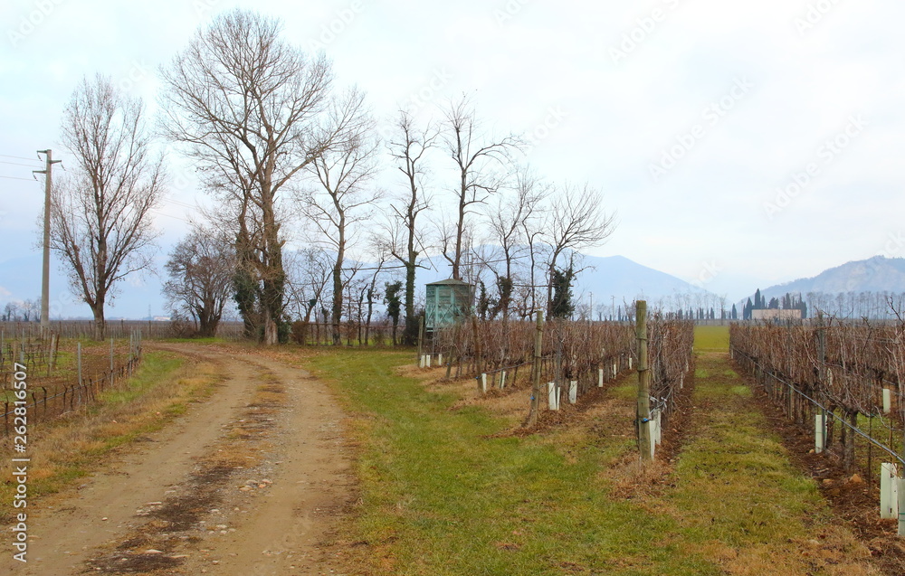 Country roads among the vineyards