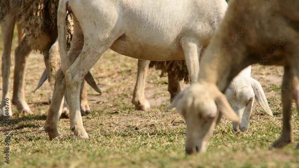 Livestock farm, flock of sheep in Thailand. Livestock farm, flock of sheep in Thailand.