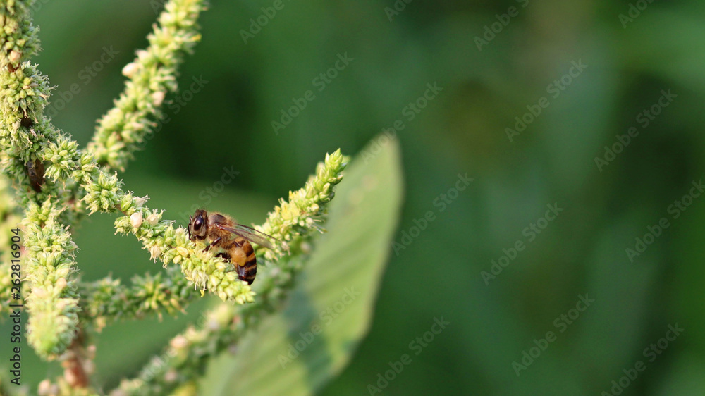 Bee collect the sweet nectar from Slender amaranth flowers.