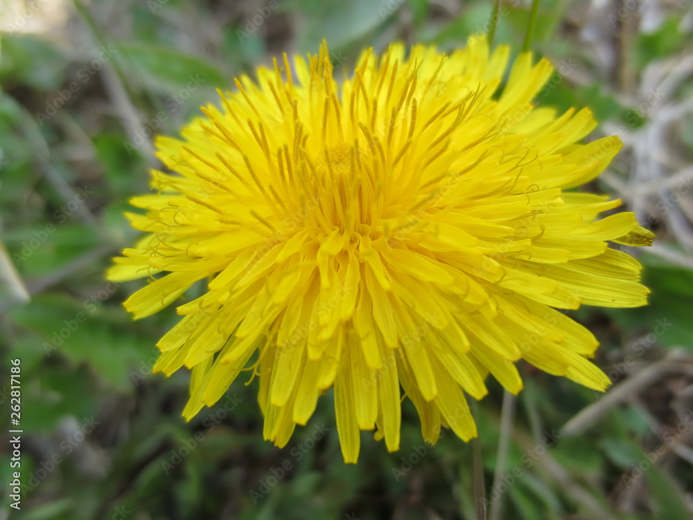 Löwenzahn Blume Löwenzahn Blume