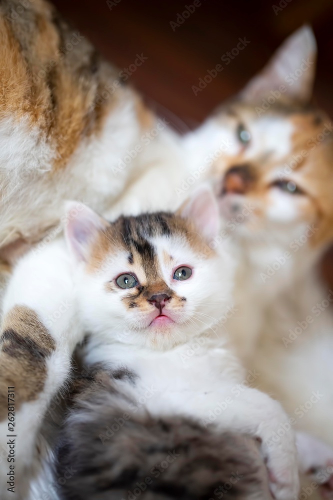 Pet animal; cute kitten baby cat and mother cat Pet animal; cute kitten baby cat and mother cat
