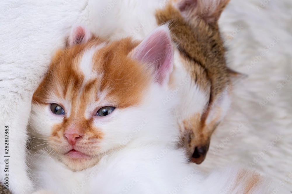 Pet animal; cute kitten baby cat and mother cat Pet animal; cute kitten baby cat and mother cat