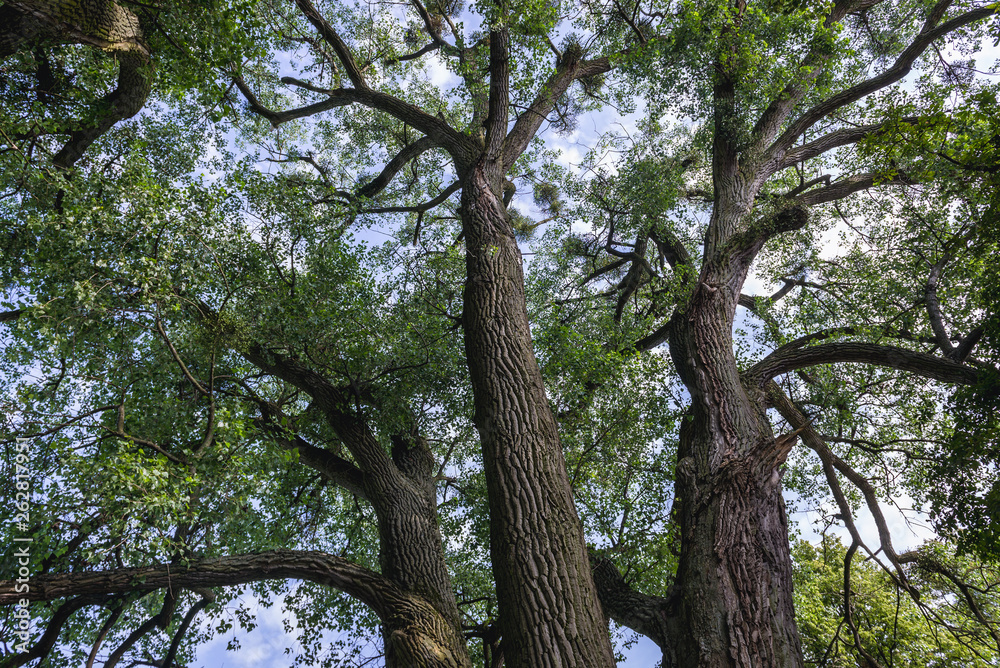 Obraz premium Old branchy trees in Zabrowo, small village near ilawa town in Poland